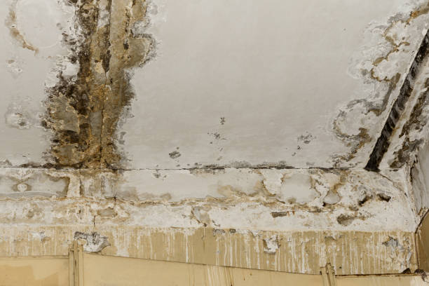 Best Mold Removal for HVAC Installations  in Northampton, MA