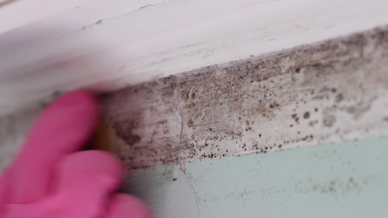 Best Commercial Mold Inspection  in Northampton, MA